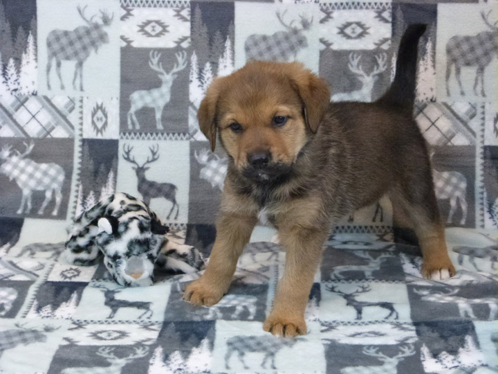 chinook puppy